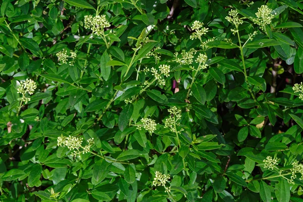 Close up of flowering privet hedge branches — Stock Image Close up of flowering privet hedge branches Stock Picture