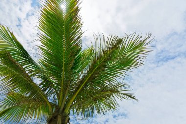 Bulutlu gökyüzüne karşı palmiye Treetop