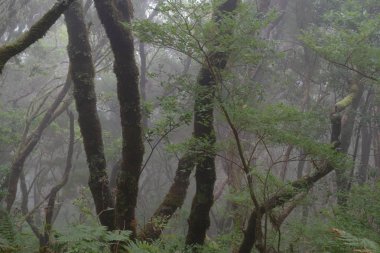 Madeira adasında tropikal bir ormanda sisli bir gün