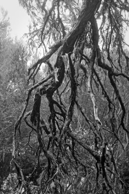 Siyah beyaz bir fotoğraf olarak yoğun bir ormanda çıplak ağaç dalları