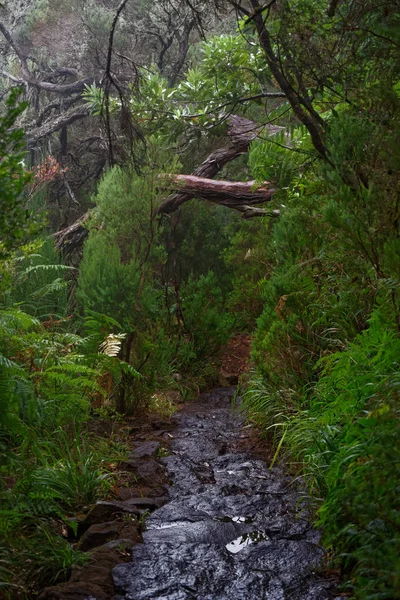 Wet hiking trail in a tropical forest