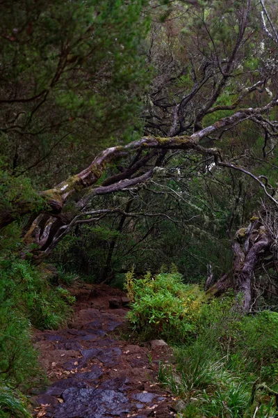Mokry chodnik w lesie tropikalnym — Zdjęcie stockowe