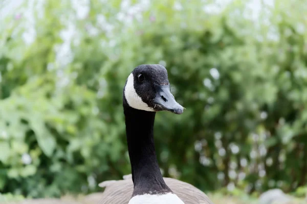 Portrait of Canada goose, Branta Canadensis against green hedge Stock Photo