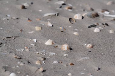 Kumdaki küçük kabuklar.