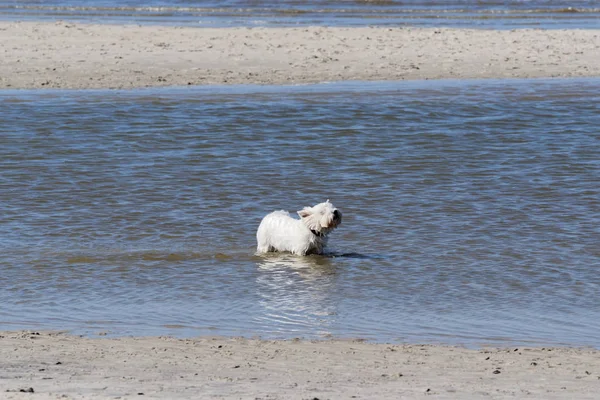 小さなテリア犬が海の水で遊んでいます — ストック写真