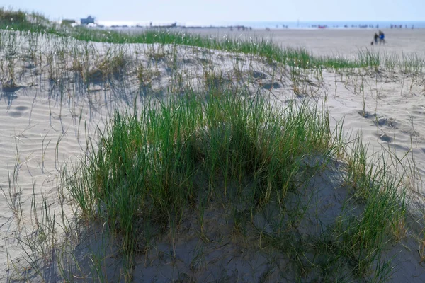 Dune coperte d'erba sulla spiaggia di sabbia — Foto Stock
