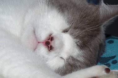 Beyaz gümüş kürklü uyuyan bir kedinin yakın çekimi.