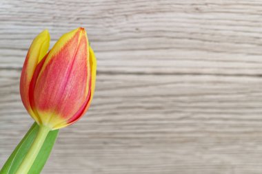 Ahşap arka planda kırmızı sarı tek lale çiçeği