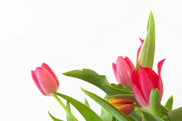 Tulpenstrauß Vor Weißem Hintergrund — Stockfoto