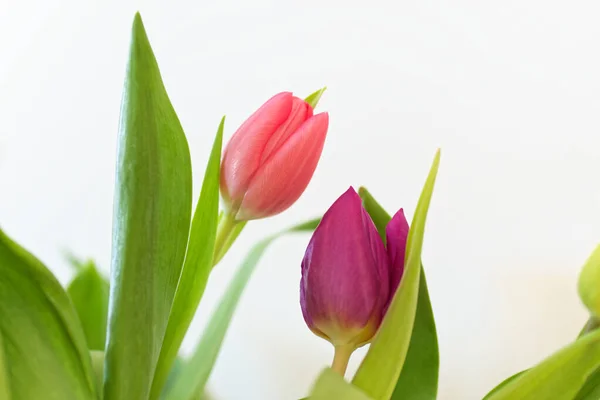 Zwei Tulpen Vor Weißem Hintergrund — Stockfoto