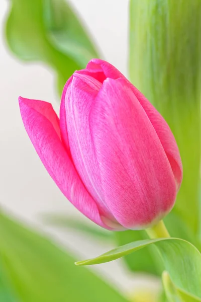 Primer Plano Flor Tulipán Rosa Contra Hojas Verdes — Foto de Stock