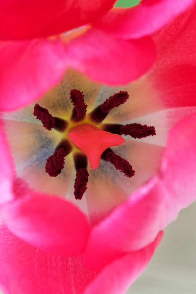 Direkt Über Der Ansicht Von Anther Mit Pollen Und Stigma — Stockfoto