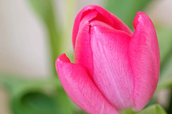 Nahaufnahme Von Rosa Tulpenblüte Gegen Grüne Blätter — Stockfoto