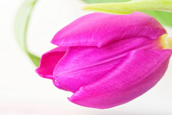 Nahaufnahme Von Rosa Tulpenblume Vor Weißem Hintergrund — Stockfoto
