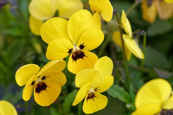 Close Small Yellow Pansies Flowers Sunny Day — Stock Photo, Image