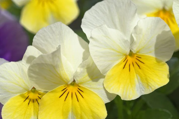 Close White Yellow Pansies Flowers Sunny Day — Stock Photo, Image