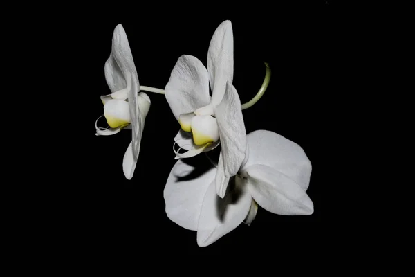 Közelkép Fehér Orchidea Virágok Elszigetelt Fekete Háttér — Stock Fotó