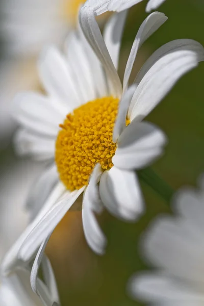 Side Close View Single Daisy Flowers White Petals Macro Shoot — Stock Photo, Image