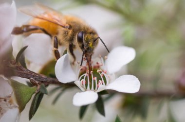 Yeni Zelanda Mankua içinden arılar Manuka tıbbi özellikleri ile balı çiçek 