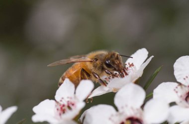 Yeni Zelanda Mankua içinden arılar Manuka tıbbi özellikleri ile balı çiçek 
