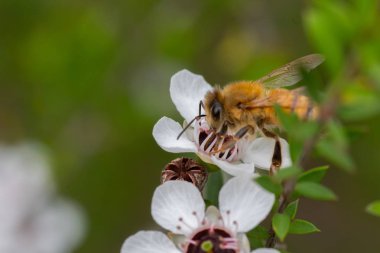 Yeni Zelanda Mankua içinden arılar Manuka tıbbi özellikleri ile balı çiçek arıya 