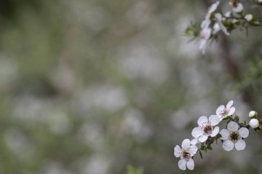 Yeni Zelanda Mankua içinden arılar Manuka tıbbi özellikleri ile balı çiçek 