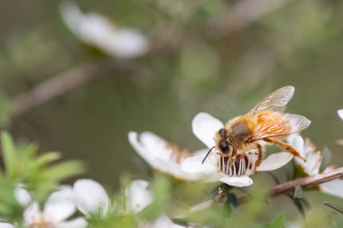 Yeni Zelanda Mankua içinden arılar Manuka tıbbi özellikleri ile balı çiçek arıya 