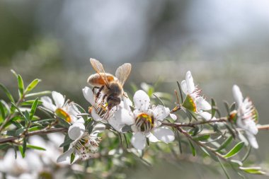 Yeni Zelanda Mankua içinden arılar Manuka tıbbi özellikleri ile balı çiçek arıya 