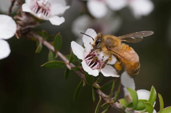Nowa Zelandia Mankua Kwiat Którego Pszczoły Robią Manuka Honey Właściwościach — Zdjęcie stockowe
