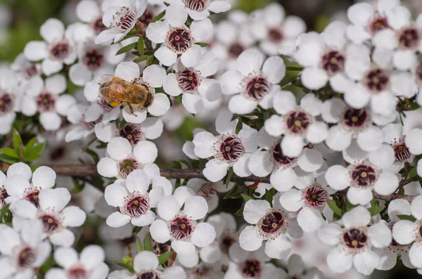 Nový Zéland Mankua Květ Kterého Včely Nesou Manuka Med Léčivými — Stock fotografie
