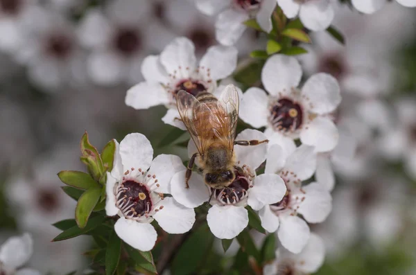 新西兰曼夸花 蜜蜂从中制作具有药用价值的马努卡蜂蜜 — 图库照片