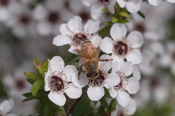 Nowa Zelandia Mankua Kwiat Którego Pszczoły Robią Manuka Honey Właściwościach — Zdjęcie stockowe