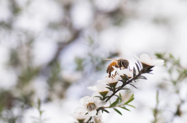 Yeni Zelanda Mankua Içinden Arılar Manuka Tıbbi Özellikleri Ile Balı — Stok fotoğraf