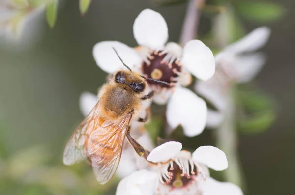 Nuova Zelanda Fiore Mankua Cui Api Fanno Miele Manuka Con — Foto Stock