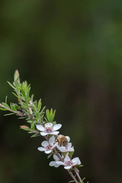 新西兰曼夸花 蜜蜂从中制作具有药用价值的马努卡蜂蜜 — 图库照片
