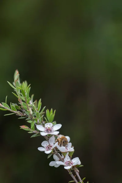 Nuova Zelanda Fiore Mankua Cui Api Fanno Miele Manuka Con — Foto Stock