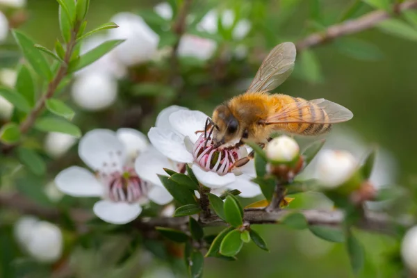 新西兰曼夸花上的蜜蜂 蜜蜂从中制作具有药用价值的马努卡蜂蜜 — 图库照片