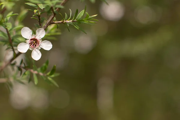 Цветок Новозеландской Манки Которого Пчелы Делают Медовуху Целебными Свойствами — стоковое фото
