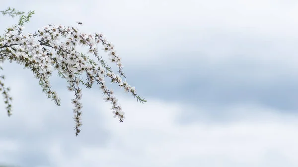 ニュージーランド Mankua 花からミツバチがマヌカに薬効と蜂蜜を作る — ストック写真