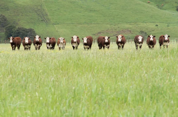 Hereford Koeien Rij Het Veld Staan — Stockfoto