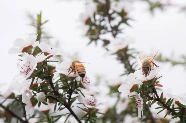 Nieuw Zeeland Mankua Bloem Waaruit Bijen Manuka Honing Met Geneeskrachtige Rechtenvrije Stockafbeeldingen