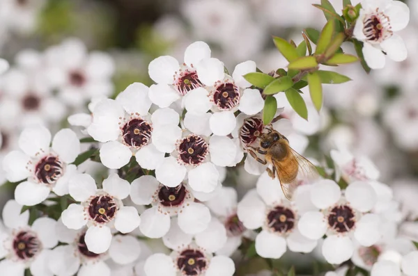 Nieuw Zeeland Mankua Bloem Waaruit Bijen Manuka Honing Met Geneeskrachtige Stockfoto