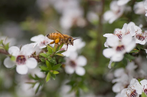 新西兰曼夸花 蜜蜂从中制作具有药用价值的马努卡蜂蜜 图库照片