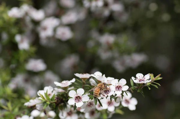 新西兰曼夸花 蜜蜂从中制作具有药用价值的马努卡蜂蜜 图库照片