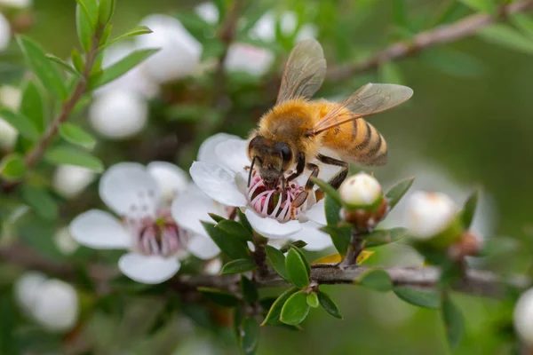 新西兰曼夸花 蜜蜂从中制作具有药用价值的马努卡蜂蜜 免版税图库图片