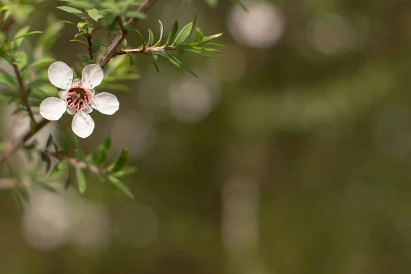 Nieuw Zeeland Mankua Bloem Waaruit Bijen Manuka Honing Met Geneeskrachtige Rechtenvrije Stockfoto's