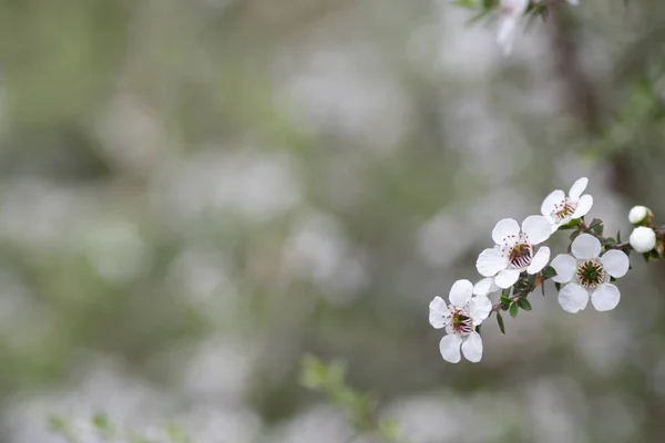 Nieuw Zeeland Mankua Bloem Waaruit Bijen Manuka Honing Met Geneeskrachtige Stockfoto