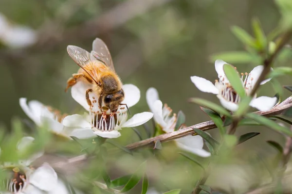 新西兰曼夸花上的蜜蜂 蜜蜂从中制作具有药用价值的马努卡蜂蜜 图库照片