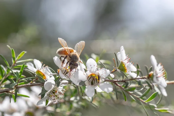 新西兰曼夸花上的蜜蜂 蜜蜂从中制作具有药用价值的马努卡蜂蜜 免版税图库照片