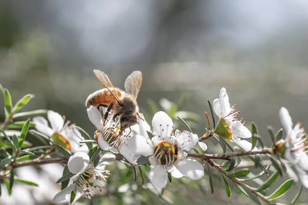 新西兰曼夸花 蜜蜂从中制作具有药用价值的马努卡蜂蜜 免版税图库图片